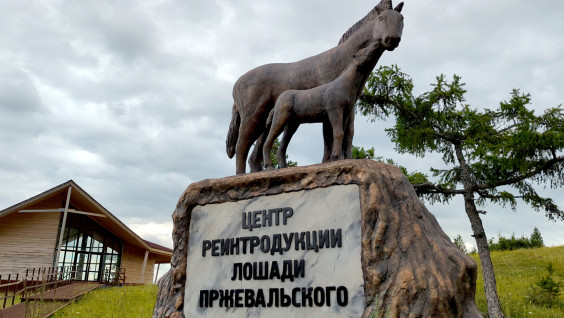 Лошадь Пржевальского получит прописку в Камызякской степи