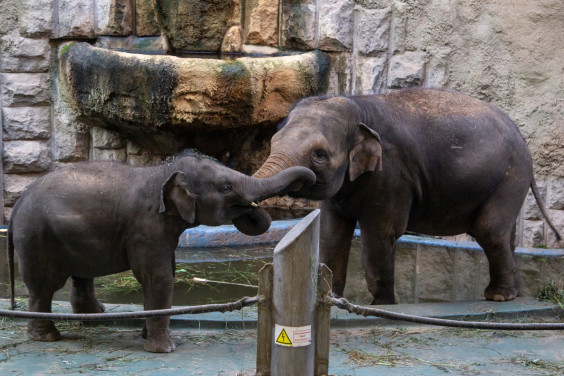 Экзотические путешественники: 22 сентября отмечаем Всемирный день защиты слонов