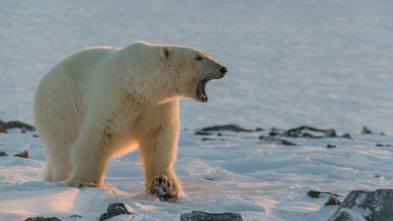 What Do White Bears and Permafrost Know About Warming in the Arctic