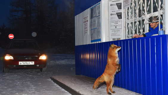 Дикие животные заменили людей на улицах российских городов