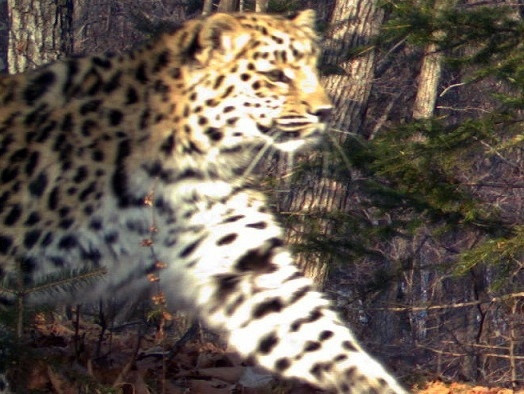 На территории ФГБУ «Земля леопарда» провели фотоучёт молодняка ( 2013 год)