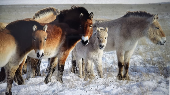 Участники Степной экспедиции РГО сделали редкие кадры животных Оренбургской Тарпании