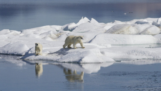 Spring Cleaning of the Arctic to Continue on Wrangel Island