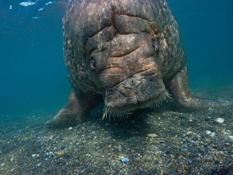 МОРЖ