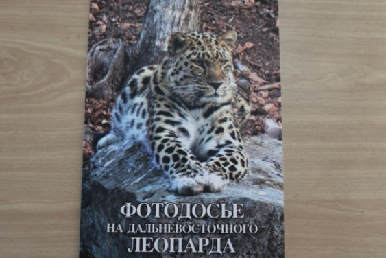 Photo dossier on the Amur leopard