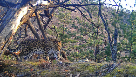 Дальневосточные леопарды интересуются фотоловушками