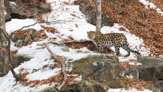 "Таинственный незнакомец": учёные попытались "узнать в лицо" леопарда-рекордсмена