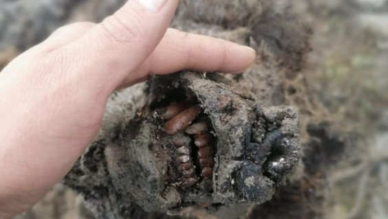 В Якутии нашли первую в истории мумию пещерного медведя возрастом около 40 тыс. лет