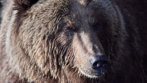 "Противник заповедного дела": медведь разгромил жильё человека в Приморье