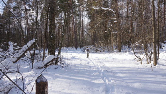 Hare Number Increased: Animal Tracks Were Counted in Prioksko-Terrasny Nature Reserve