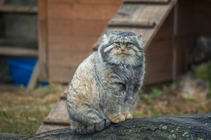 Manul