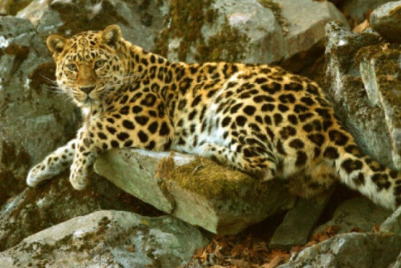 Guests of the Festival named an Amur leopard