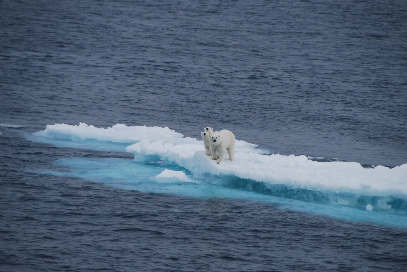 Белые медведи на льду у Земли Франца-Иосифа. Фото: Екатерина Подболотова, участница конкурса РГО 