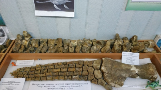 Юные палеонтологи помогут учёным искать древних ящеров под Оренбургом