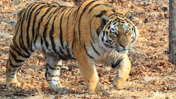Конфликт между человеком и амурским тигром закончился гибелью обоих