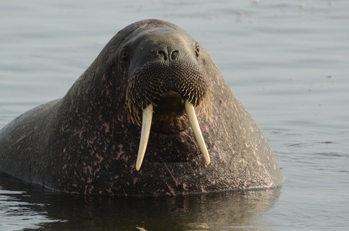 Сохранение моржей в Баренцевом море
