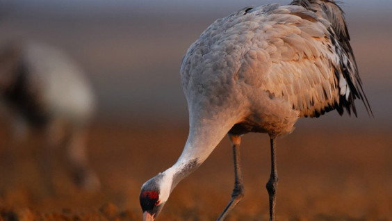 The Crane Festival
