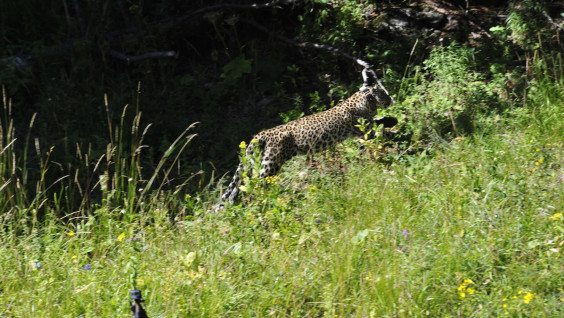В Кавказском заповеднике состоялся выпуск в дикую природу двух переднеазиатских леопардов