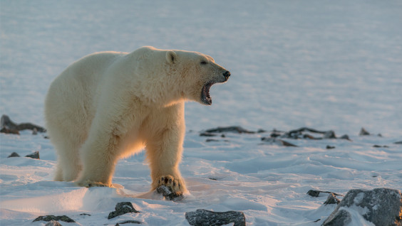 Что знают о потеплении в Арктике белые медведи и вечная мерзлота