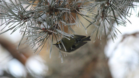 The Smallest Bird in Europe Captured by a Photographer in Shushensky Bor