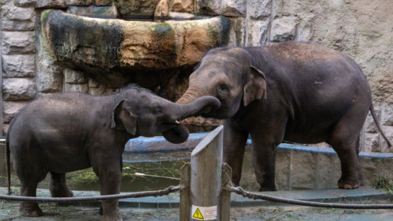 Exotic Travelers: On September 22, We Celebrated Elephant Appriciation Day