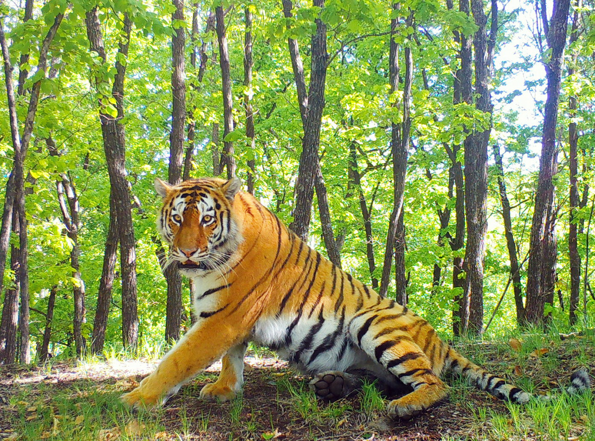 Амурский тигр. Фото: ФГБУ 