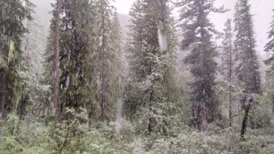 В Саяно-Шушенском заповеднике выпал летний снег