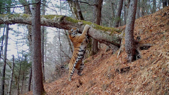 "Амурский тигр. Хозяин тайги": премьера уникального фильма состоится на Первом канале