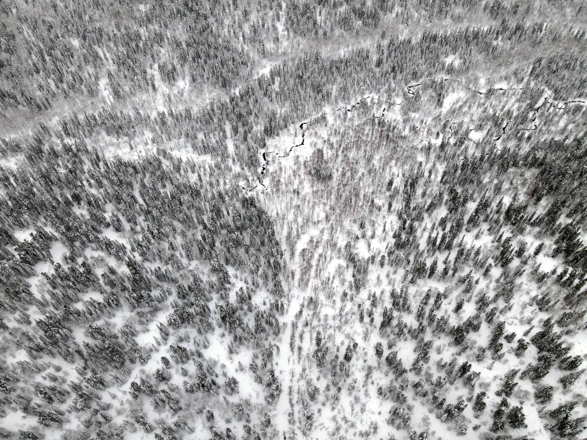 Тайга в Горной Шории. Фото: Шорский национальный парк