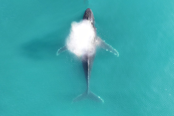 Паспортный контроль: как на Камчатке изучают морских млекопитающих и что будет, если вас случайно проглотил кит