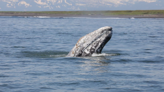 Ученые получат новые данные о жизни серых китов в Тихом океане