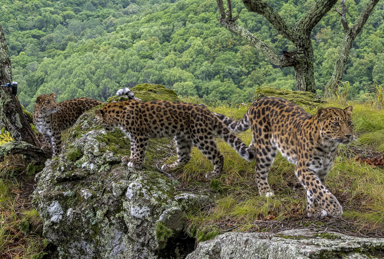 Пятнистая семья. Фото: Сергей Горшков / национальный парк «Земля леопарда»