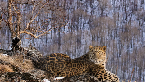 Дальневосточные леопарды заселяют Приморский край