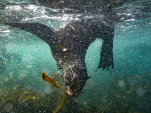 Первая люкс-экспедиция по Курилам