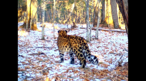 Зима близко: леопард изучает первый снег в Приморье