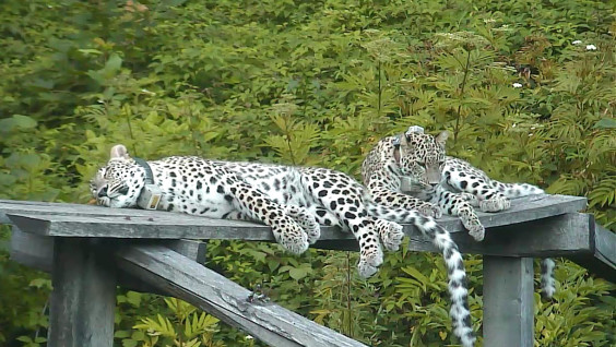 Президент РГО прокомментировал выпуск переднеазиатских леопардов на Кавказе