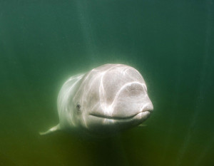 Beluga whale