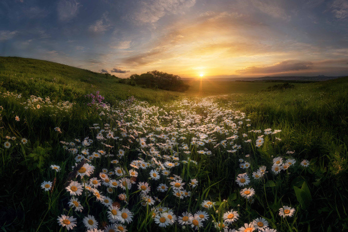 Chamomile Summer