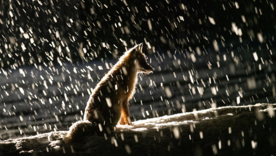 The Photo Trap Has Captured Winter Fishing of Animals In The Oka Reserve