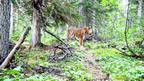 В фотоловушку попал самый северный тигр