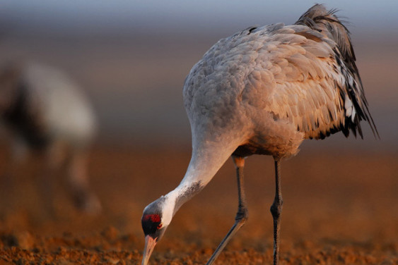 The Crane Festival