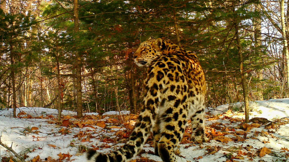 Баба Дуня: учёные отследили старейшую самку дальневосточного леопарда