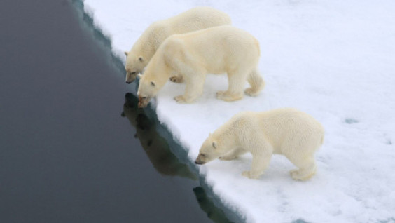 The Expeditionary Center "Arctic" Explores the Severnaya Zemlya Archipelago in 2019