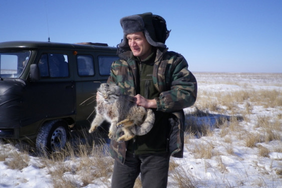 Бок о бок с манулами