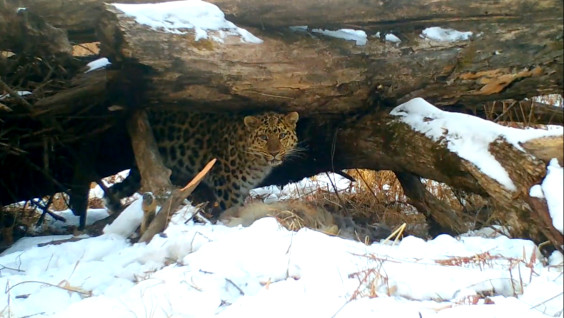 Режим питания нарушать нельзя: пир самки леопарда сняли в Приморье