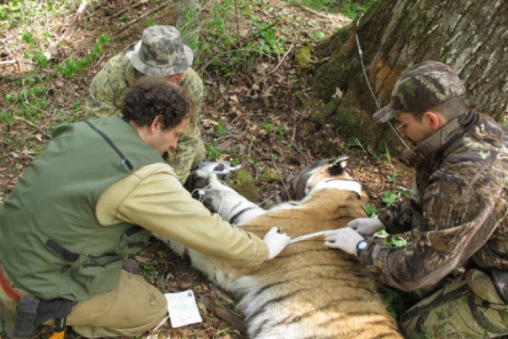 The saving of the rare kinds of predators will be discussed in Moscow