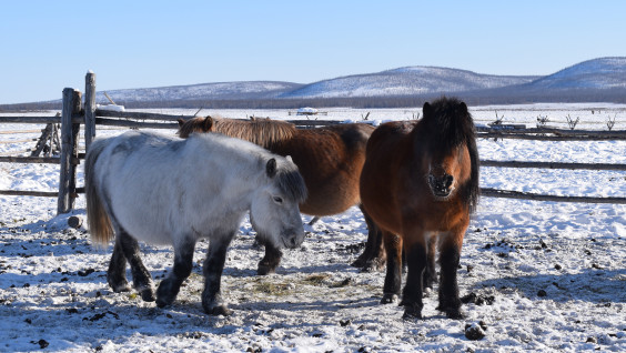 3000 км на лошадях из России в Монголию