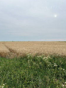 Экотропа РГО на Куликовом поле