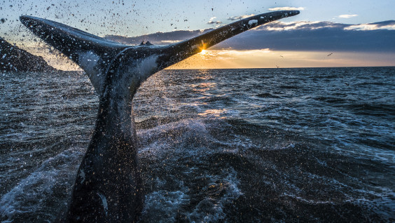 Как стать одним из двухсот и увидеть китов