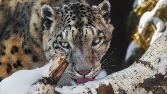 Сохранение редких хищников обсудят в Москве